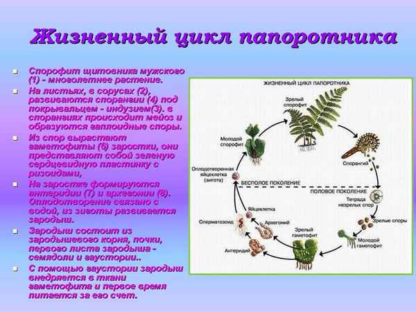 Высшие растения: признаки, происхождение и жизненный цикл