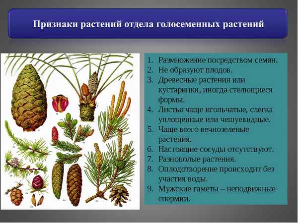 Голосеменные растения - размножение и хаpaктеристика