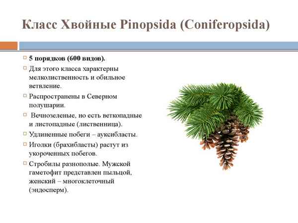 Хвойные растения: хаpaктеристика, представители и значение > Лаборатория  фитоинвазий