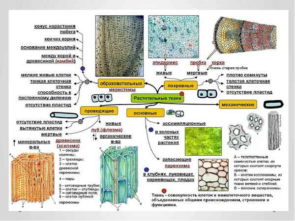 Проводящие ткани  ЕГЭ biologia's Blog