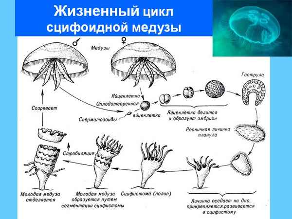 Класс Сцифоидные медузы: строение, размножение, жизненный цикл