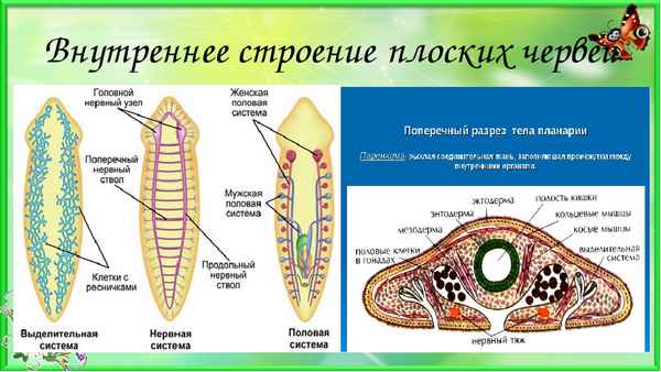 Тип Плоские черви: внешнее и внутреннее строение, системы органов