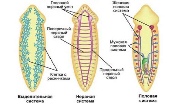 Класс Ресничные черви. Особенности строения и системы органов
