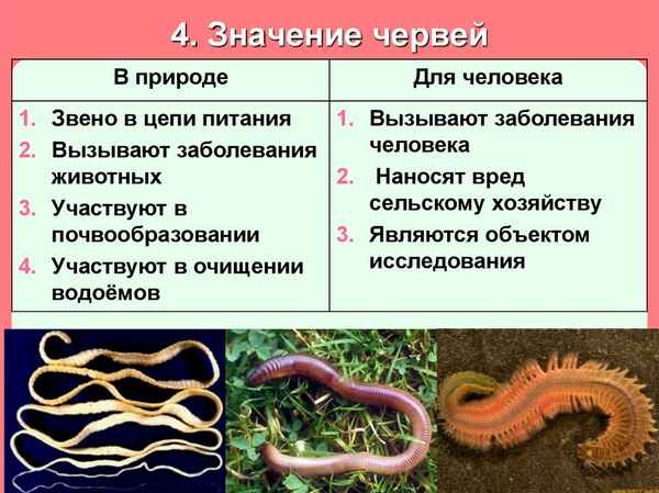 Круглые черви - общая характеристика, строение, значение в природе