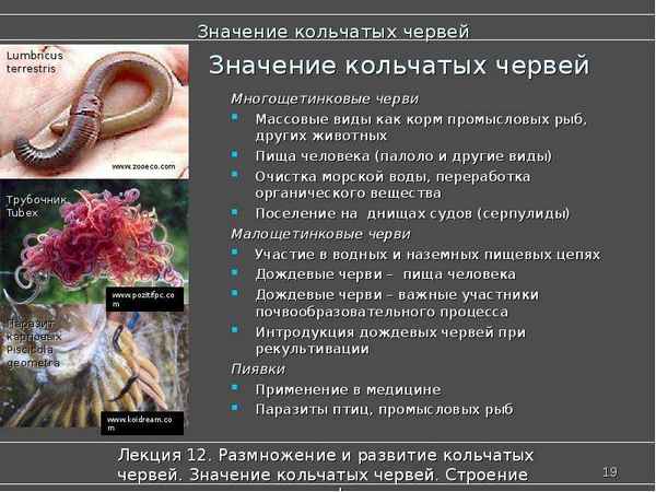 Кольчатые черви: системы органов, регенерация и значение в природе
