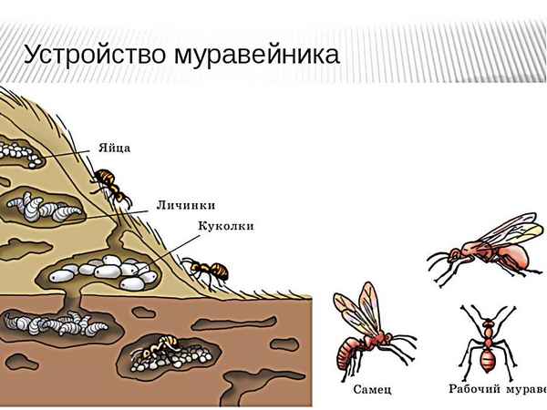 Муравьи: строение и организация жизни муравейника