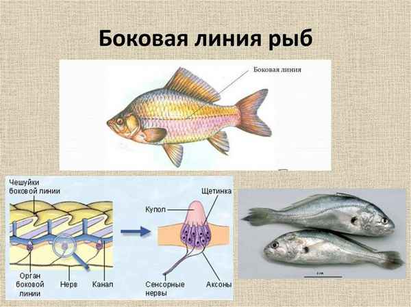 Органы чувств рыб. Строение органов зрения, слуха, боковой линии