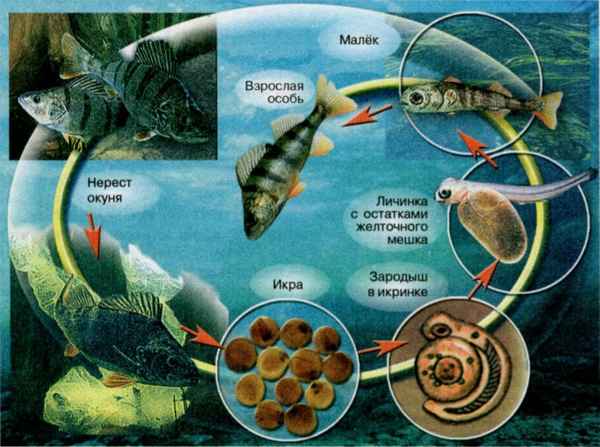 Размножение рыб. Стадии развития и забота о потомстве