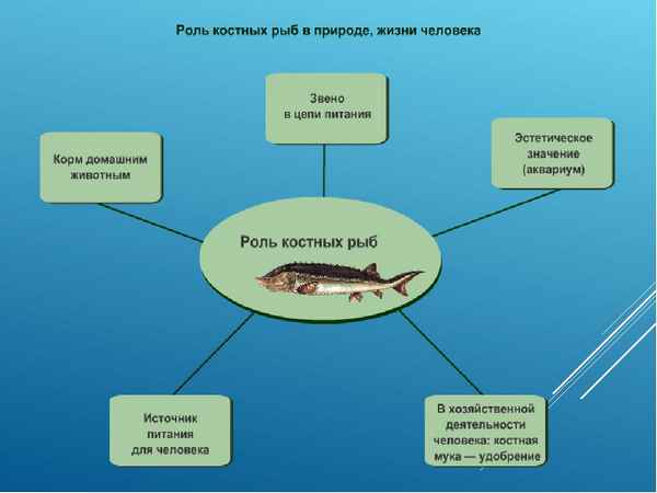 Значение рыб в природе и жизни человека. Промысел рыбы