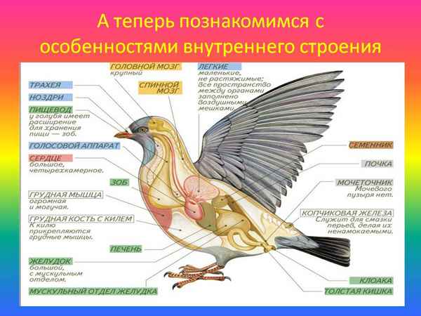 Внутреннее строение птиц, поведение в природе
