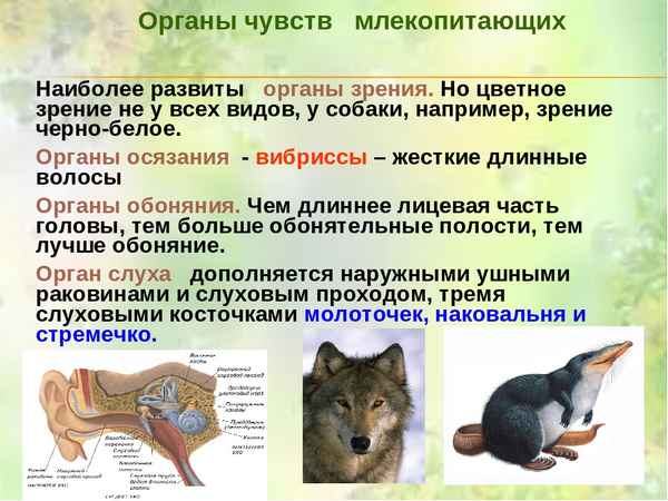 Класс Млекопитающие: общая хаpaктеристика, строение, роль в природе
