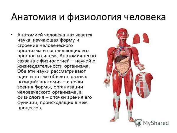 Что такое анатомия и физиология человека
