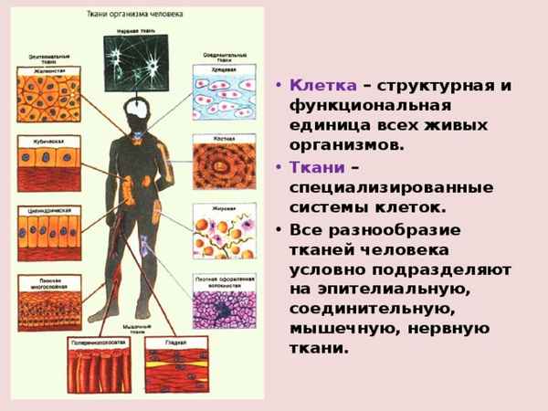 Общий обзор организма человека: органы и ткани