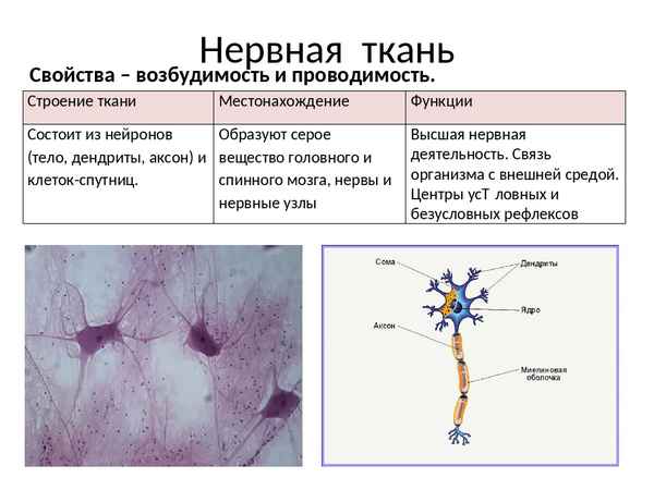 Нервная ткань: строение, функции и свойства