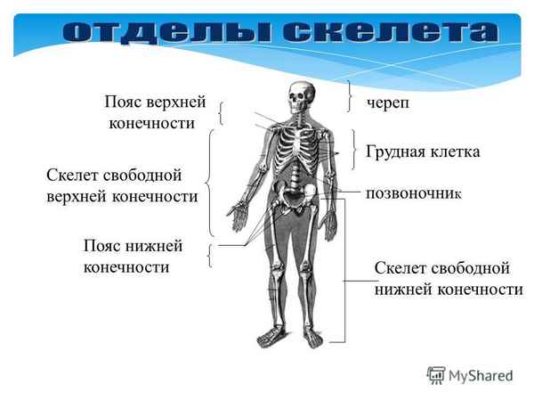Скелет человека: грудная клетка, свободные конечности, кости черепа