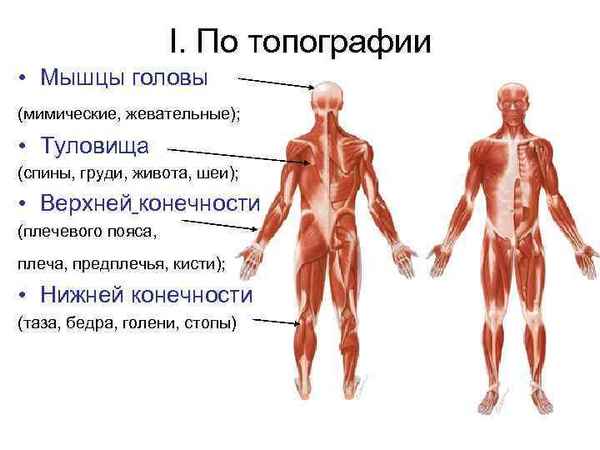 Мышцы человека: головы, шеи, туловища, верхних и нижних конечностей