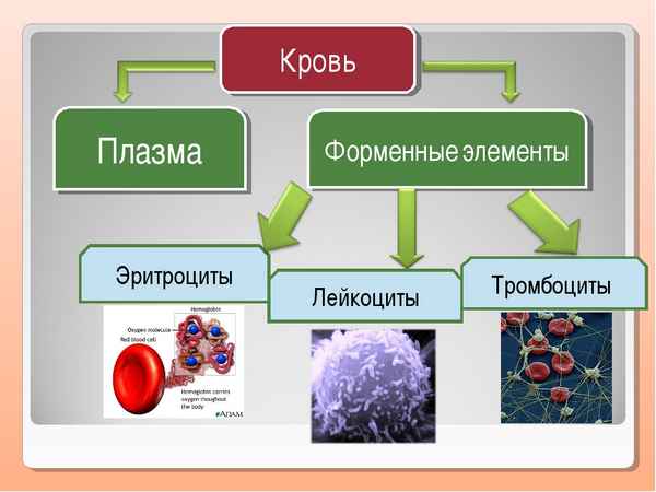 Плазма и форменные элементы крови: эритроциты, лейкоциты, тромбоциты