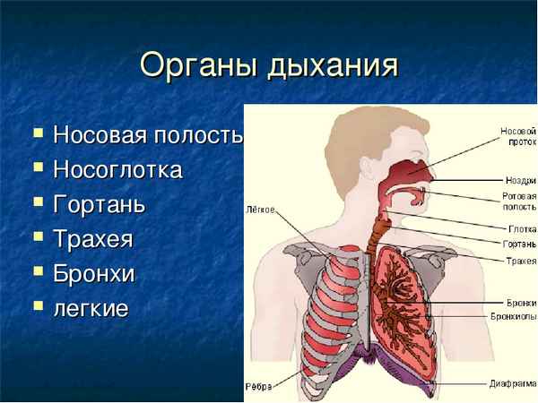 Органы дыхания: носовая полость, гортань, трахея, бронхи, легкие