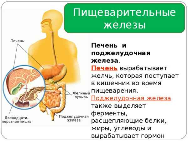 Печень и поджелудочная железа: их роль в пищеварении