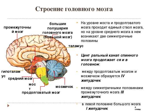 Строение, отделы и функции головного мозга человека