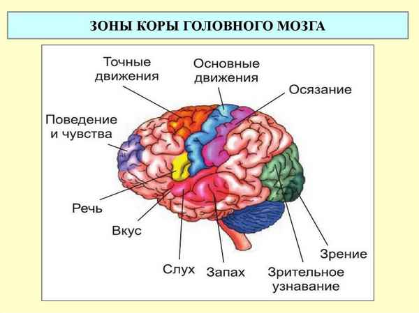 Кора головного мозга. Зоны коры, их функции. Первая и вторая сигнальные системы