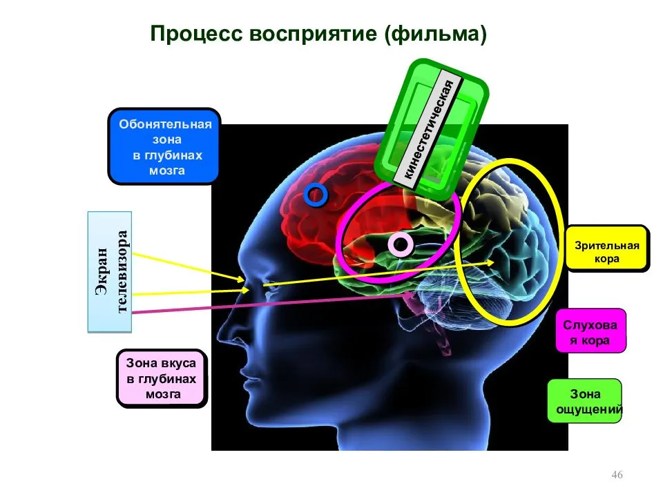 Сознание человека: особенности восприятия и действия, роль памяти