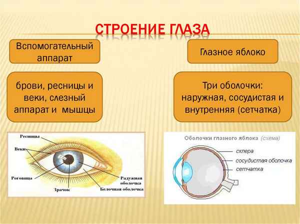 Строение глаза человека. Глазное яблоко и вспомогательный аппарат зрения