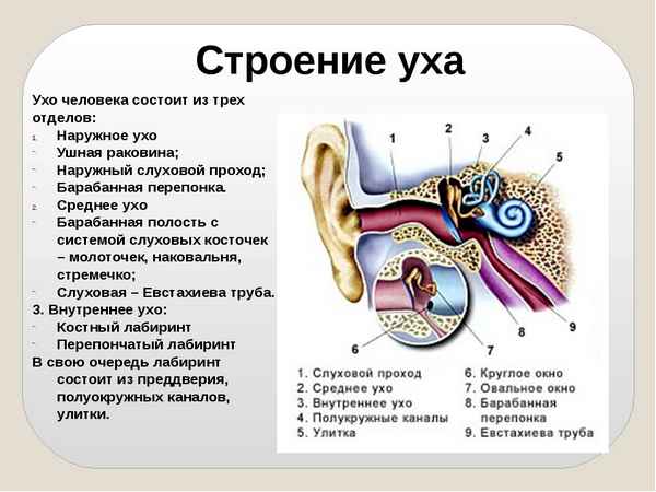 Строение уха человека. Наружное, среднее и внутреннее ухо. Гигиена слуха