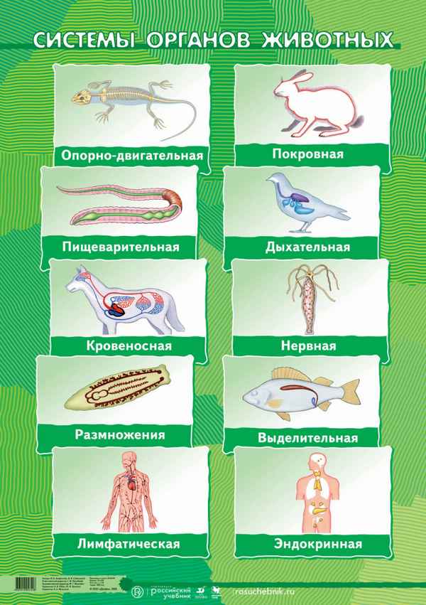 Органы и системы органов животных  Биология