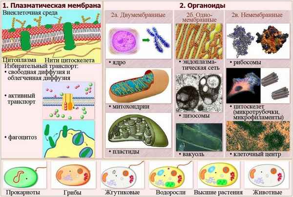 Органоиды клетки в стихах  ЕГЭ biologia's Blog