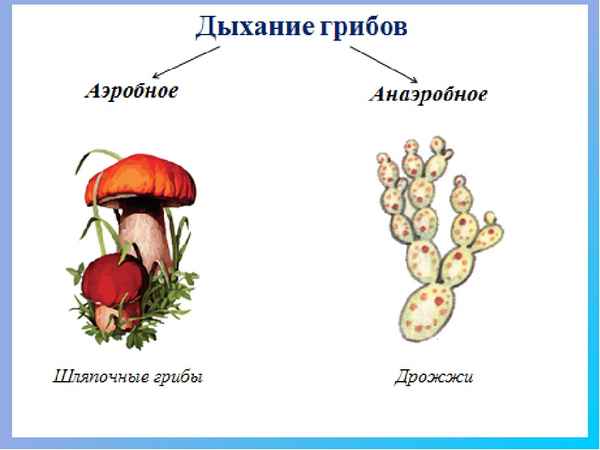 Дыхание растений, бактерий и грибов  Биология