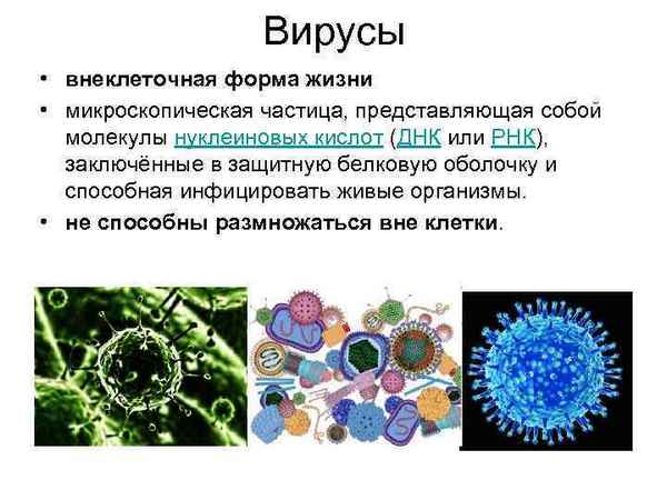 Клеточные и неклеточные формы: вирусы, бактериофаги и эукариоты