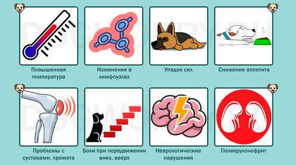 Боррелиоз (болезнь Лайма) у собак: заражение, симптомы, лечение