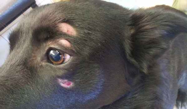 Стригущий лишай (дерматофитоз) у собак: признаки и лечение