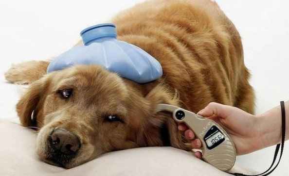 Гипогликемия у собак - симптомы, причины и лечение