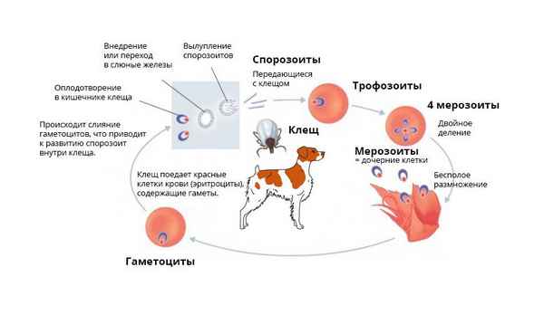 Пироплазмоз (бабезиоз) у собак — симптомы, лечение, профилактика