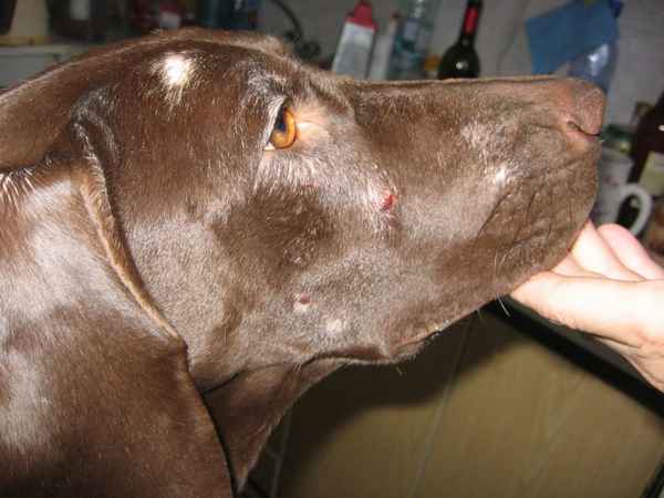 Лечение демодекоза у собак. Причины появления и первые симптомы