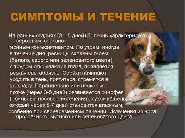 Чумка собак (чума плотоядных) — лечение, причины и симптомы