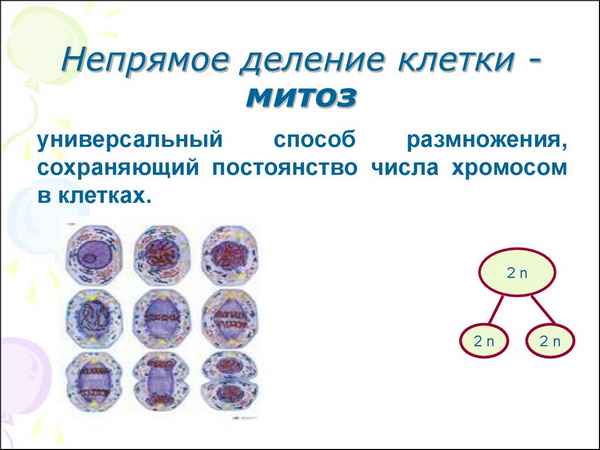 Деление клеток - митоз (непрямое) и мейоз (прямое).
