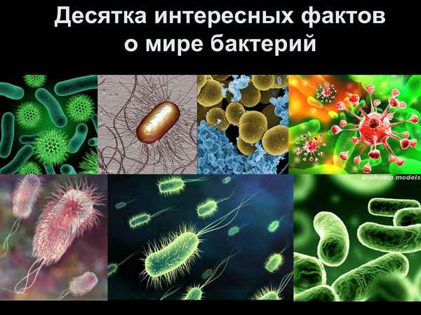 
    Урок по теме: "Удивительный мир бактерий"

      