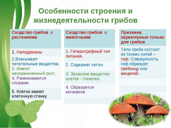 
    Открытый урок по теме: "Общая характеристика грибов"

      