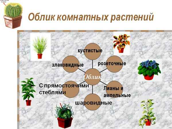 
    Тема урока: "Жизненные формы комнатных растений"

      