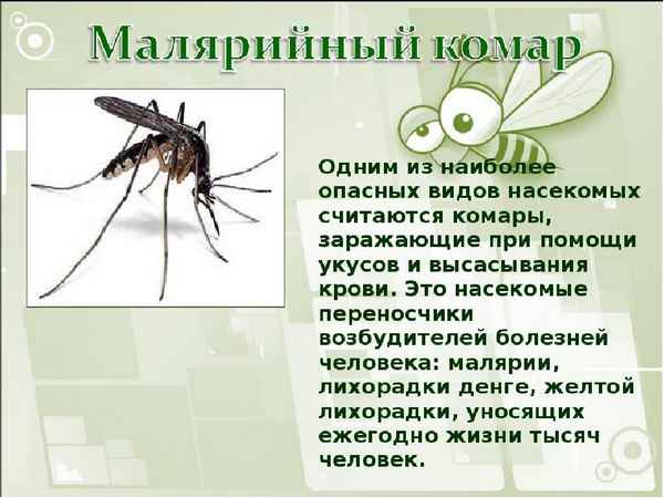 
    Открытый урок по биологии в 8-м классе КРО на тему: "Хищные насекомые и переносчики возбудителей болезней"

      