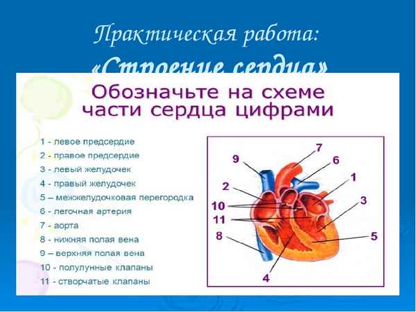 
    Урок биологии по теме: "Строение и работа сердца". 8-й класс

      