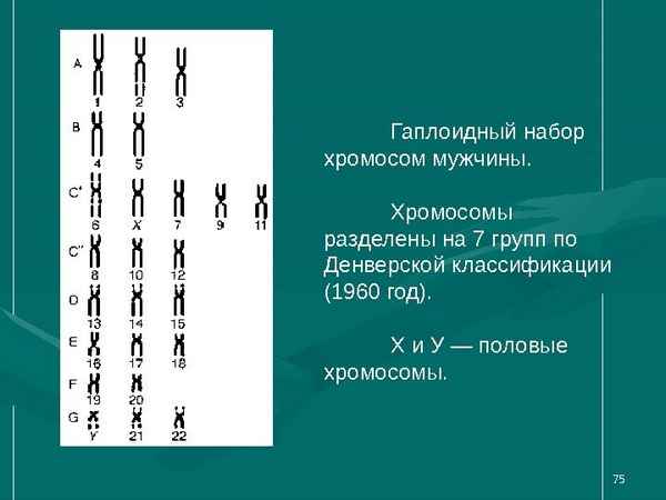 Правило постоянства и преемственности числа хромосом. Диплоидный и гаплоидный наборы