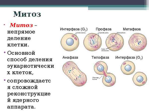 
    Конспект урока биологии в 10-м (11-м) классе по теме "Способы деления клеток"

      