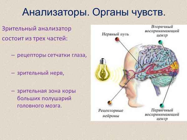 
    Интегрированный урок по биологии и психологии: "Как действуют органы чувств и анализаторы"

      