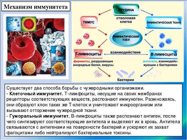 
    Открытый урок по биологии в 8-м классе по темам "Кровь - жидкая ткань", "Иммунитет" с использованием элементов методики Ривина-Дьяченко

      