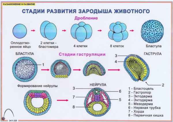 Стадии развития зародыша, формирование тканей и органов