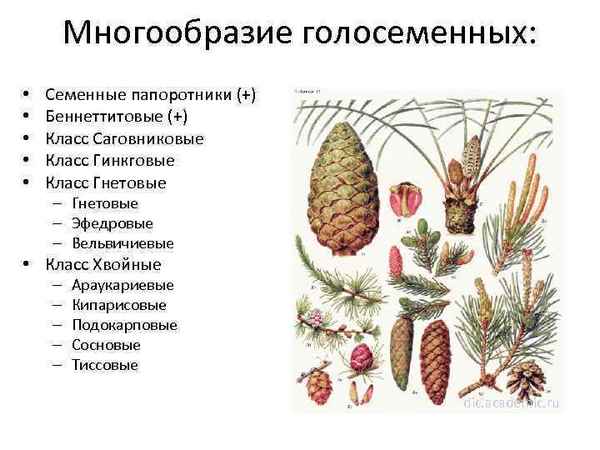 
    Многообразие голосеменных растений

      